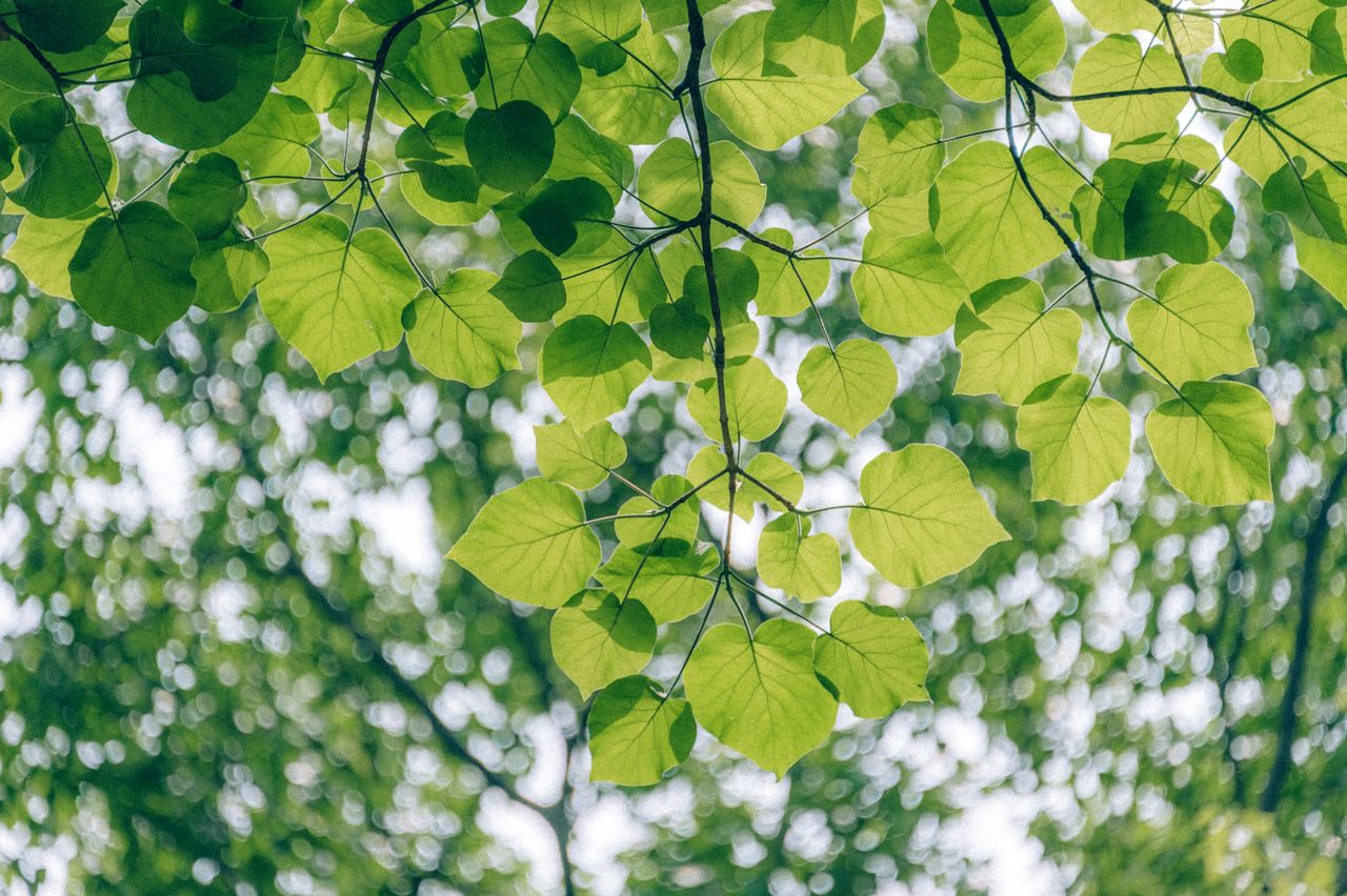 Services Close-up of vibrant green leaves on a tree branch, capturing the essence of spring outdoors.