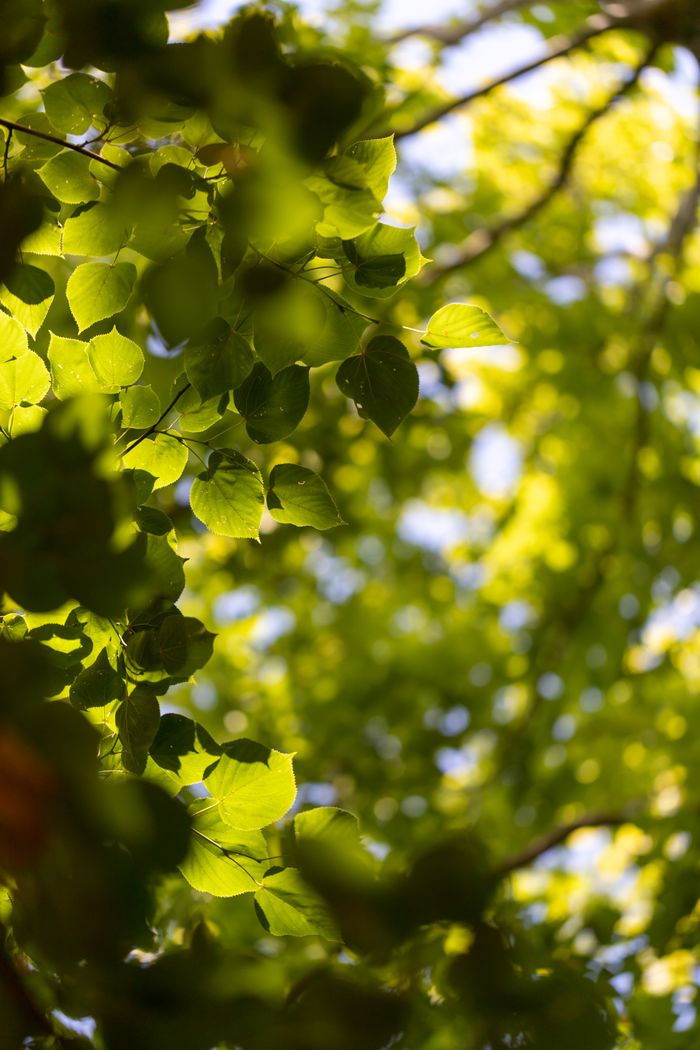 about-me Bright green leaves bask in sunlight, showcasing nature's lush summer foliage.