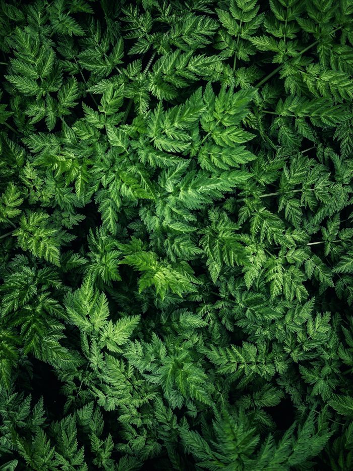 Services Close-up of vibrant green fern leaves, showcasing nature's intricate patterns and lushness.