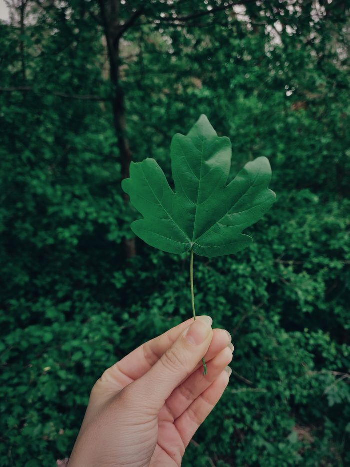 A hand holds a green maple leaf against a lush background of forest foliage.