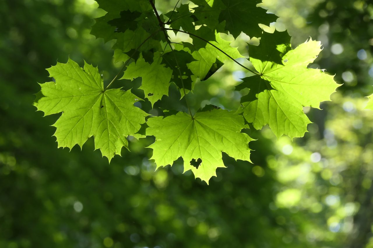 Close-up of vibrant green maple leaves with sunlight filtering through, capturing the essence of summer.