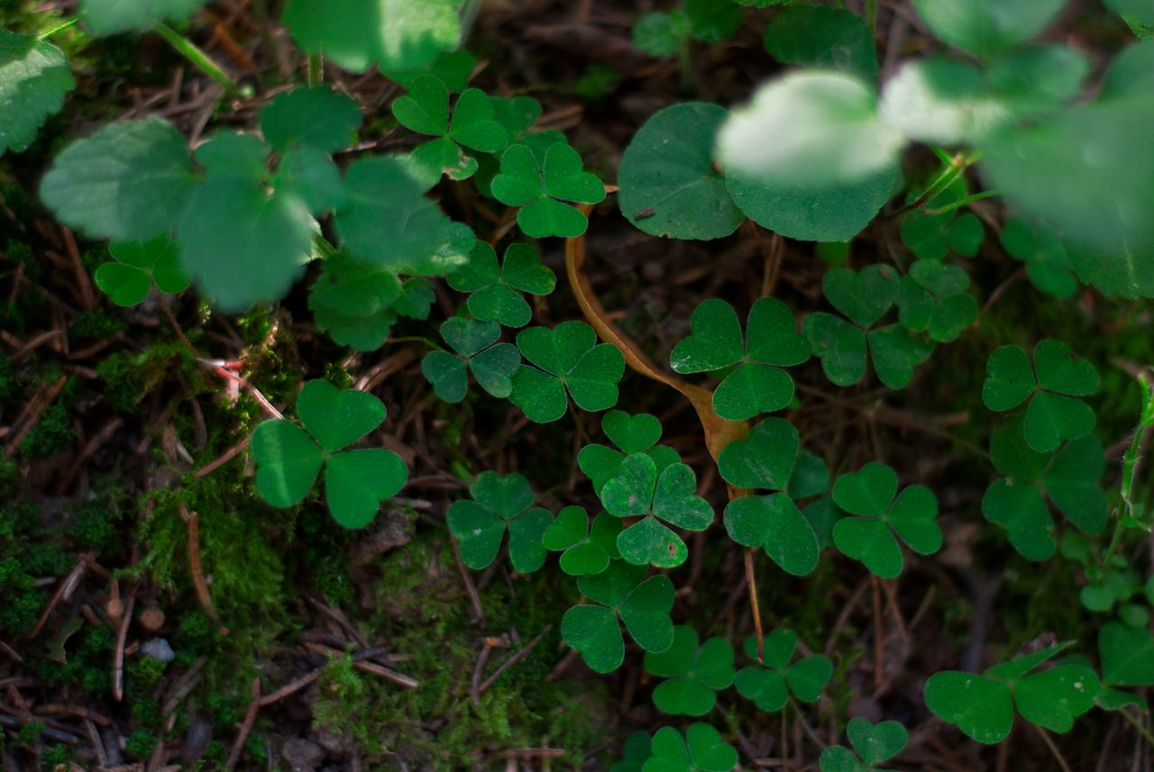 Detailed image of green clover leaves in a natural environment, perfect for nature themes.