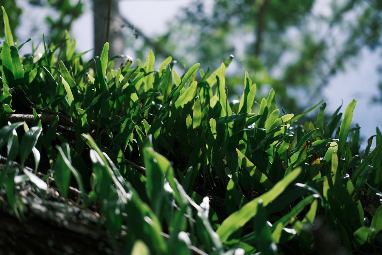Close-up of vibrant green ferns basking in sunlight in a serene forest setting.