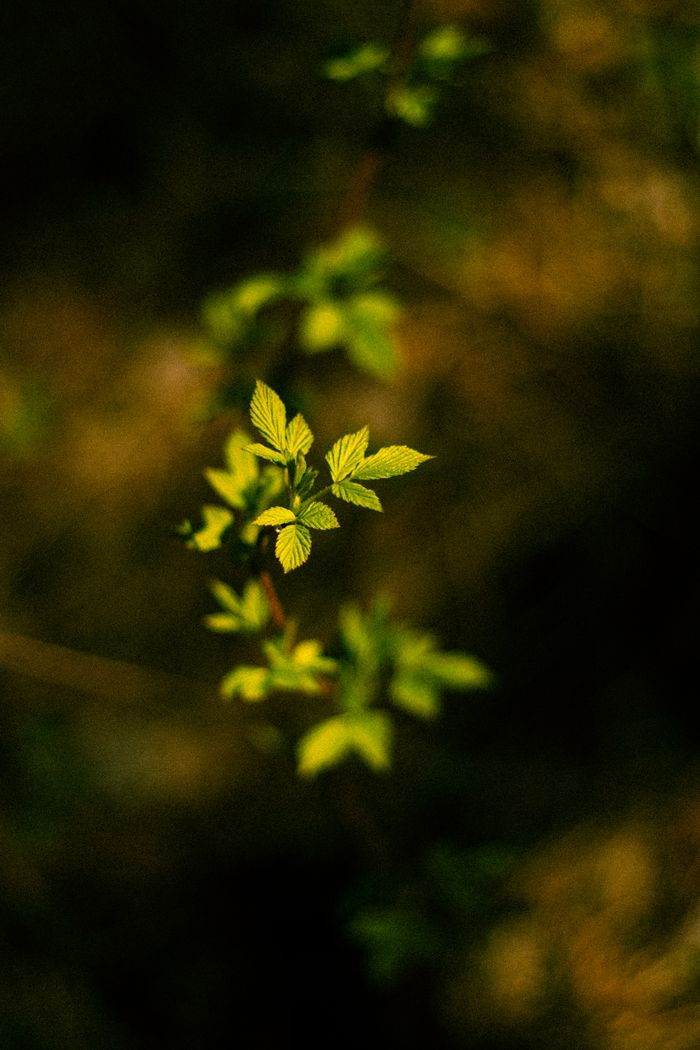 A detailed macro shot of vibrant green leaves symbolizing new growth in spring.