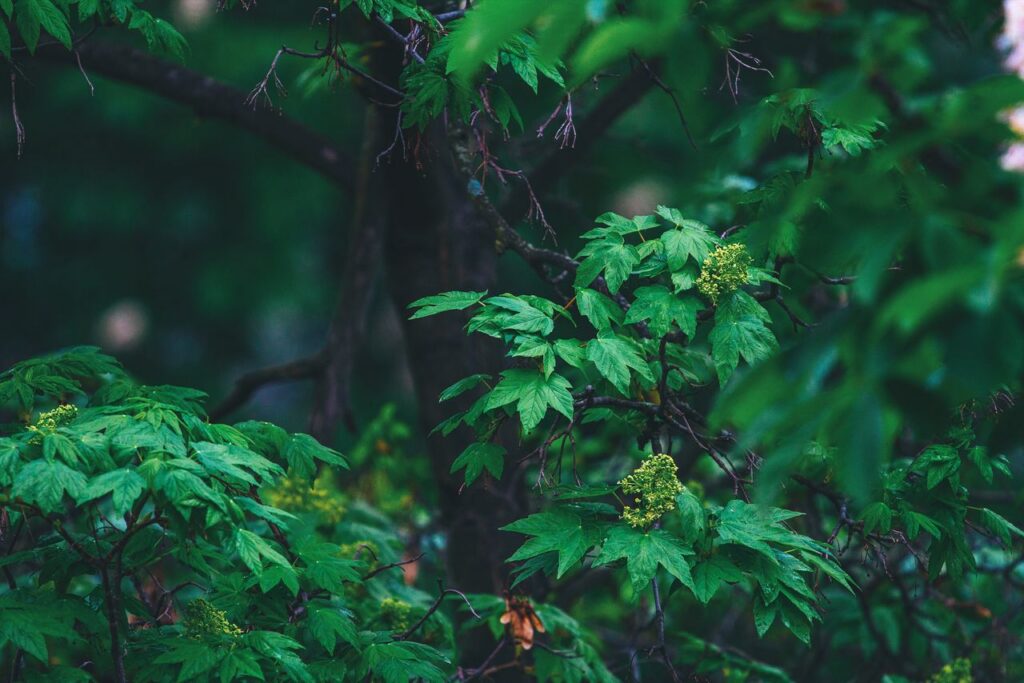 Mastering the First Impression: Your intriguing post title goes here Close-up of vibrant green leaves in a forest setting with rich greenery.