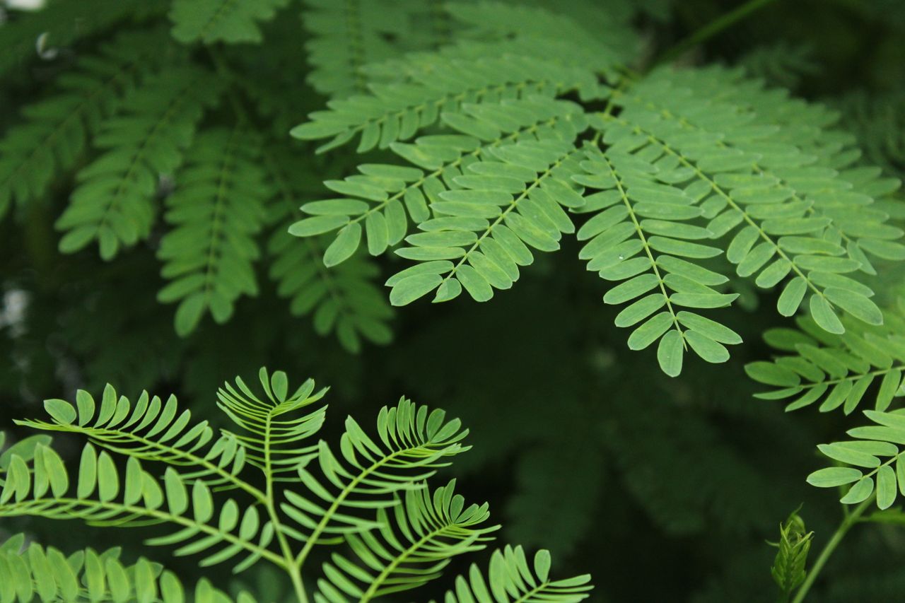 Services Vibrant green fern leaves in close-up, showcasing nature's intricate patterns and textures.